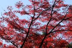 DSCF1203_blog